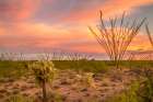 USA-Arizona-Santa Cruz County Sunset on desert landscape Art Print